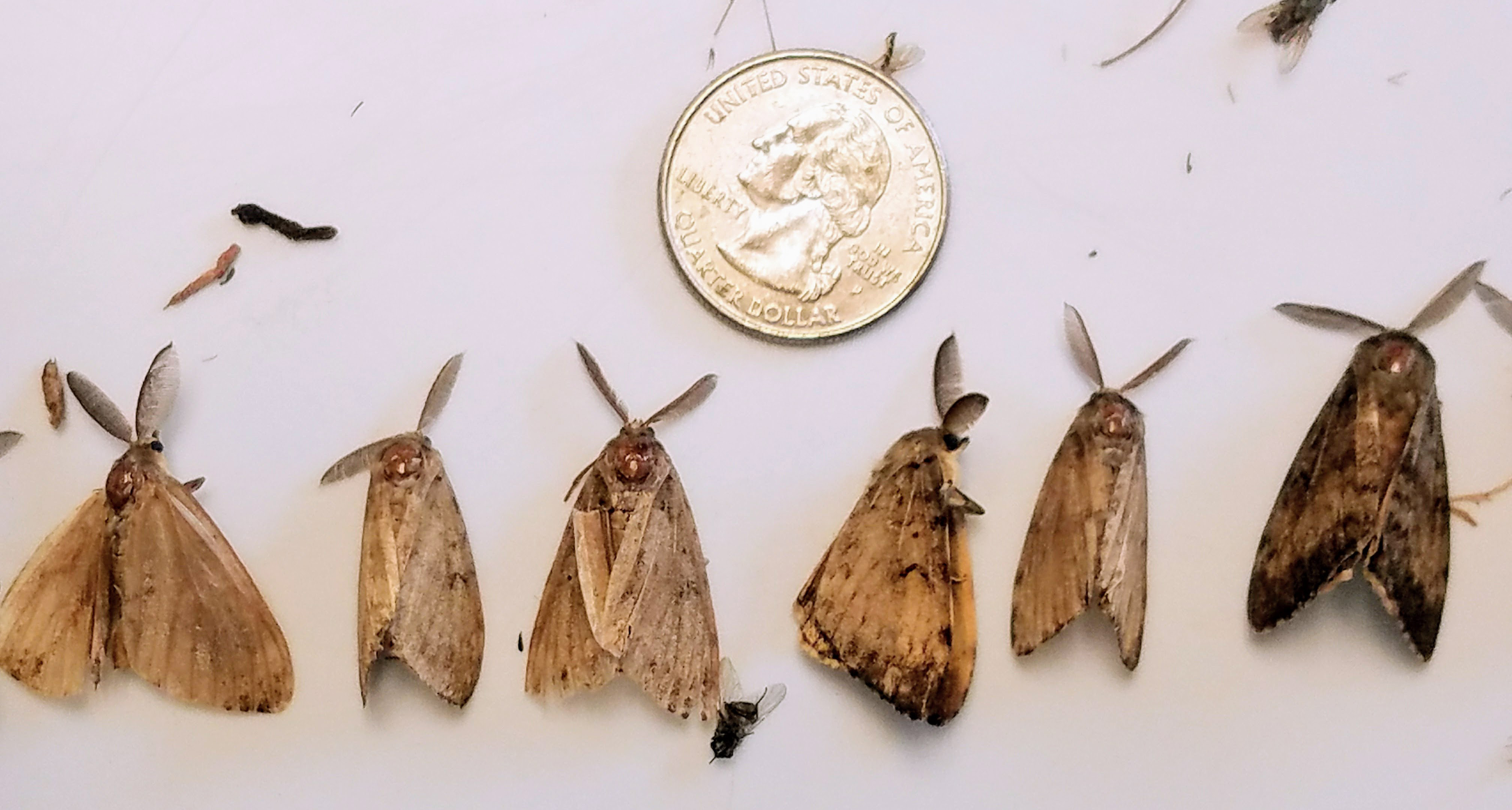 gypsy moth